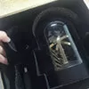 gyro watch winder